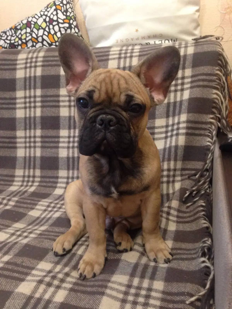 Лео обживает дом