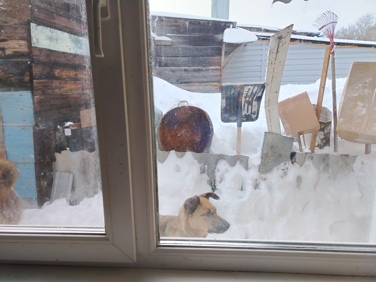 Лакомка на фото. Выставка лопат и тазов есть мера, предотвращающая вяпоыгивпния собак за пределы нашего участка. 