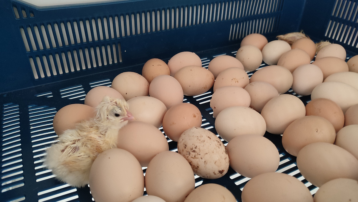 Первые два, один из них в дальнем углу