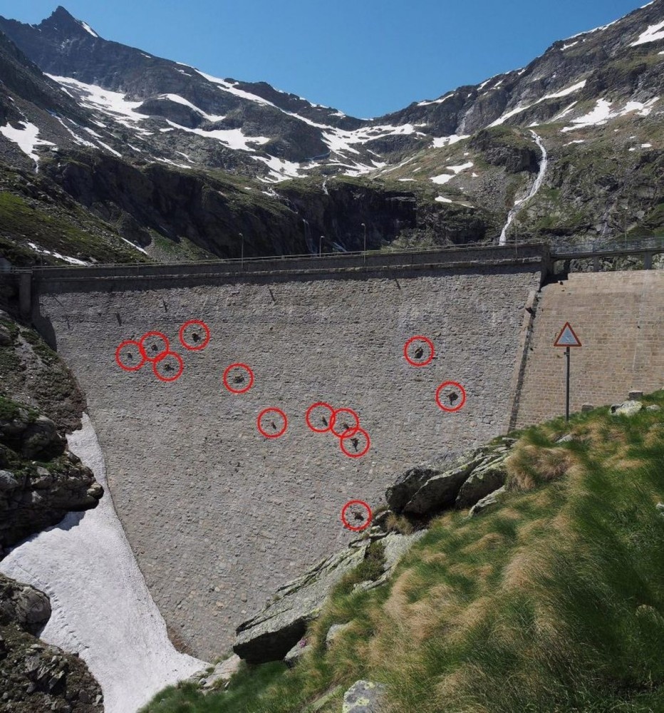     Альпийские козлы на гидротехническом сооружении aldita.net