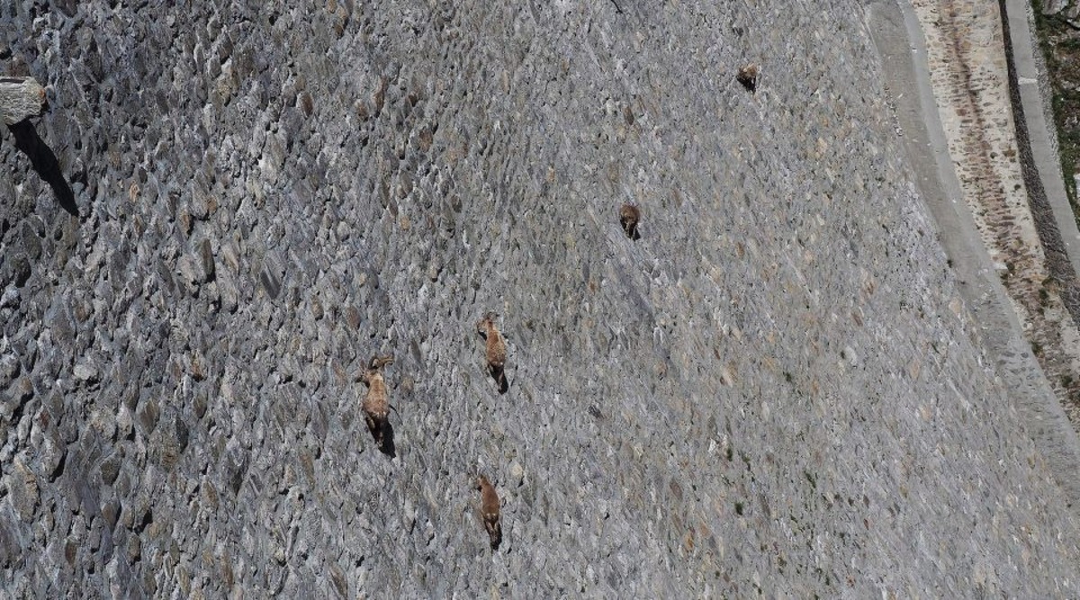     Животные на плотине aldita.net