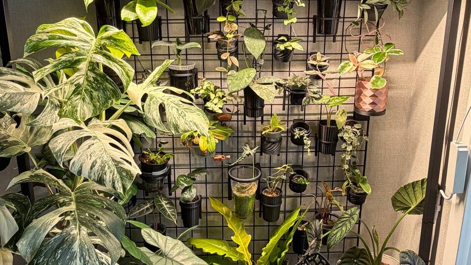 Растения растут, постоянно приходится играть в тетрис