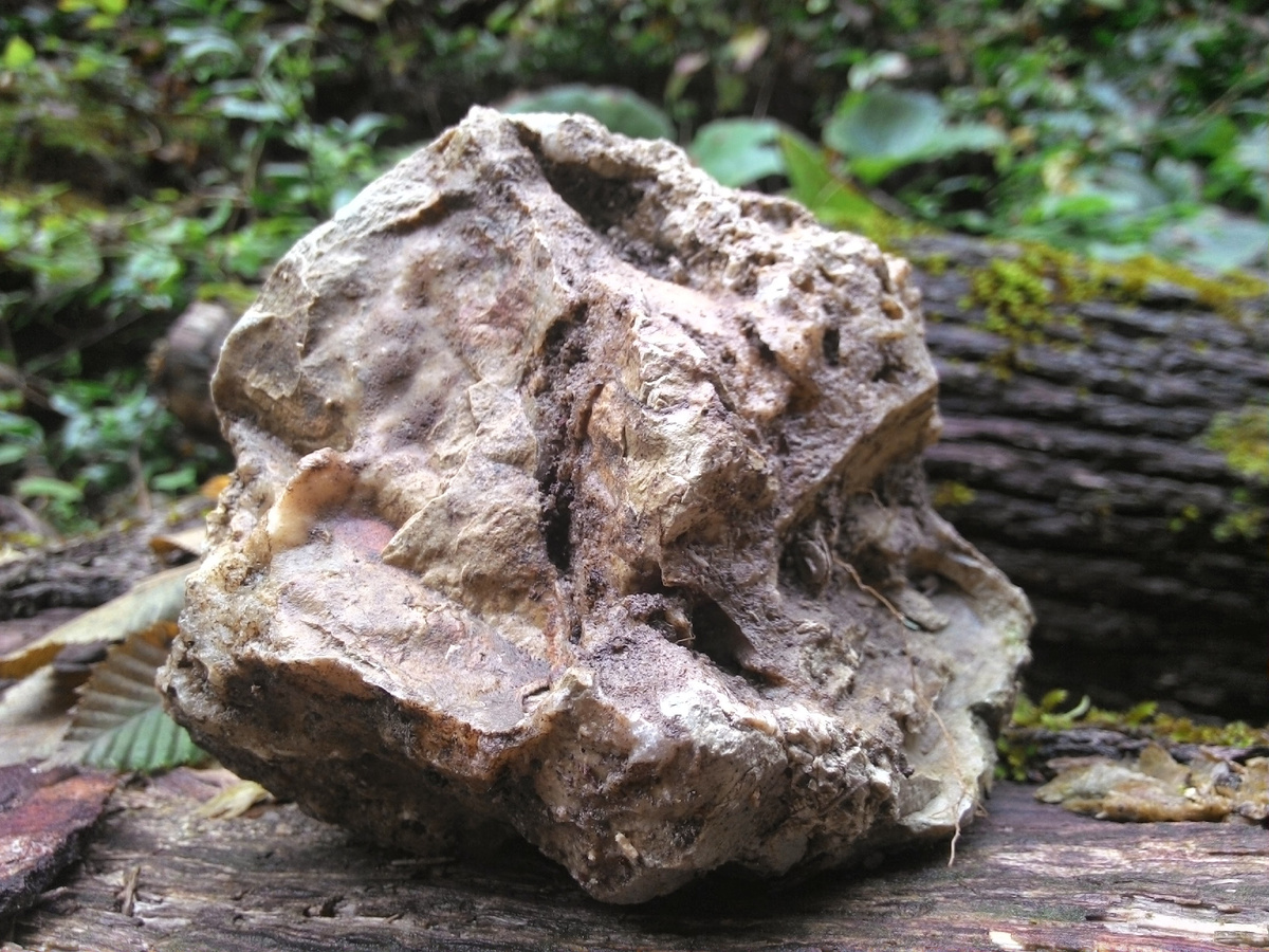 Горная порода на маршруте «Аул Наджиго».