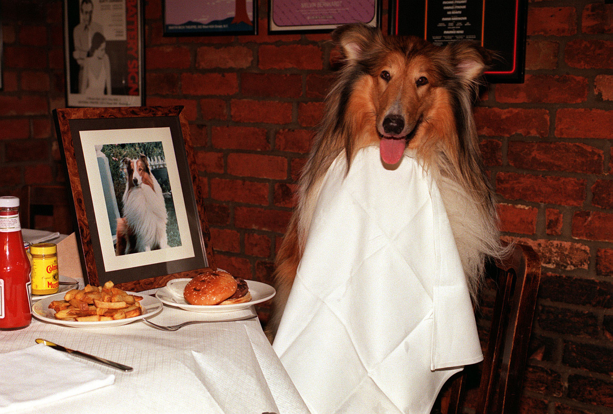     Собака Лесси в ресторане Джо Аллена во время визита в Лондон / Michael Walters - PA Images/PA Images via Getty Images