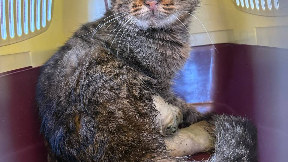 У кошки откушены две лапки и ушко. Сейчас на операции. Что будет дальше?! Чем всё закончится?!