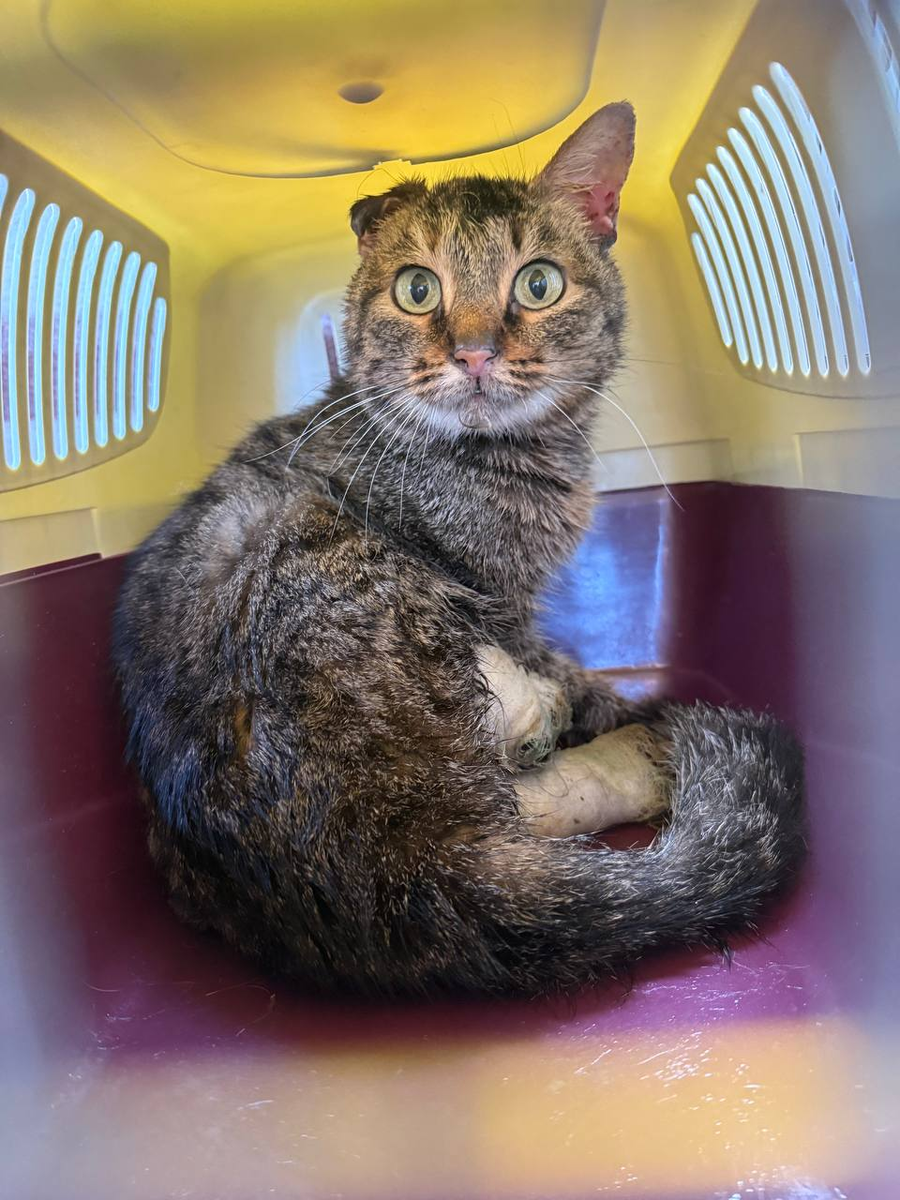 Едет в ветклинику, в Донецк