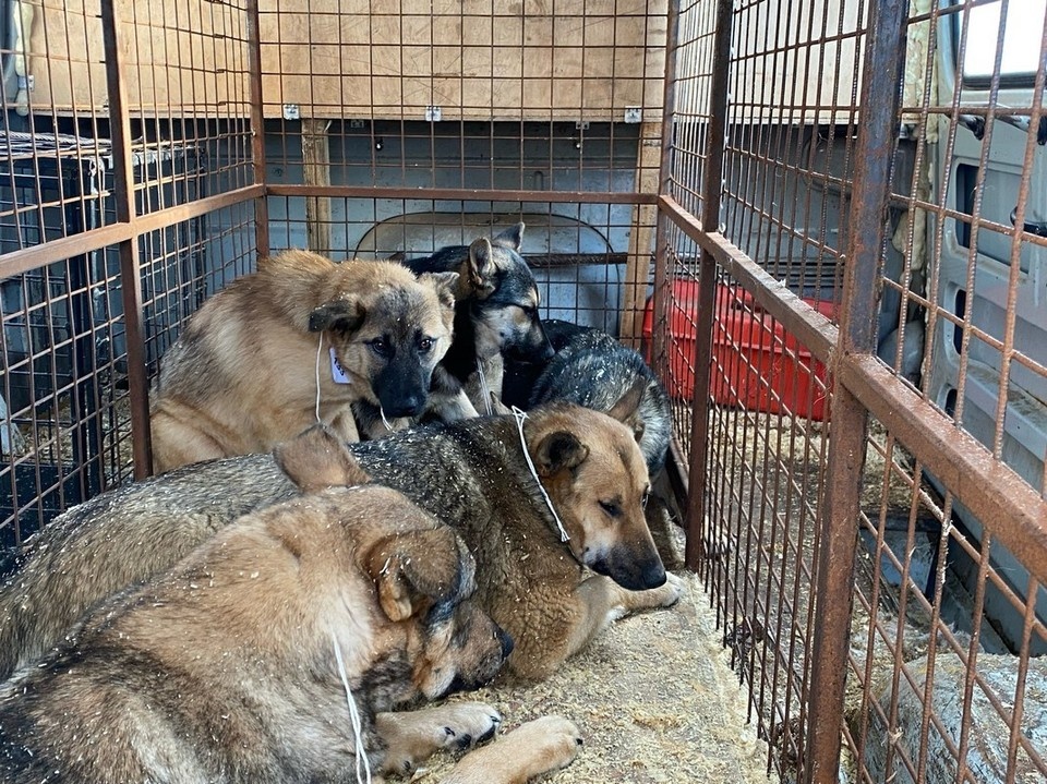    Карантин действует в радиусе 2-3 км. Алиса ВЬЮШКИНА