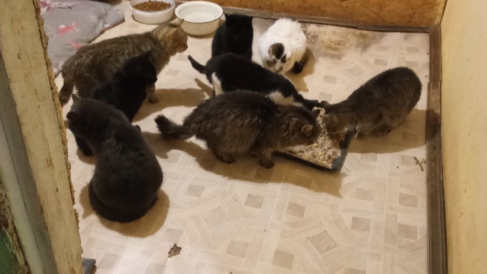 Телефон разрывают мольбы о помощи, и каждая начинается со слов "последняя надежда"