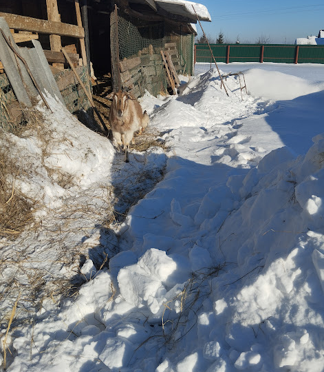 Про заваливший нас снег и Масленицу с ее приметами