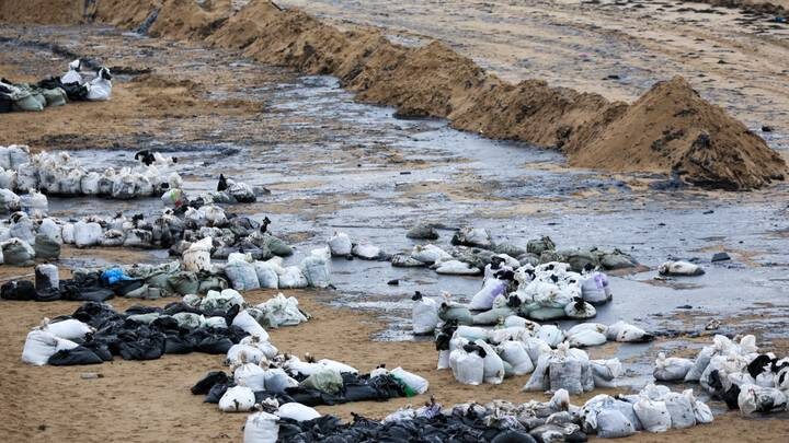  Уборка пляжей в Анапе после разлива мазута в Черном море. 25 декабря 2024 года / Фото: ТАСС / Дмитрий Феоктистов