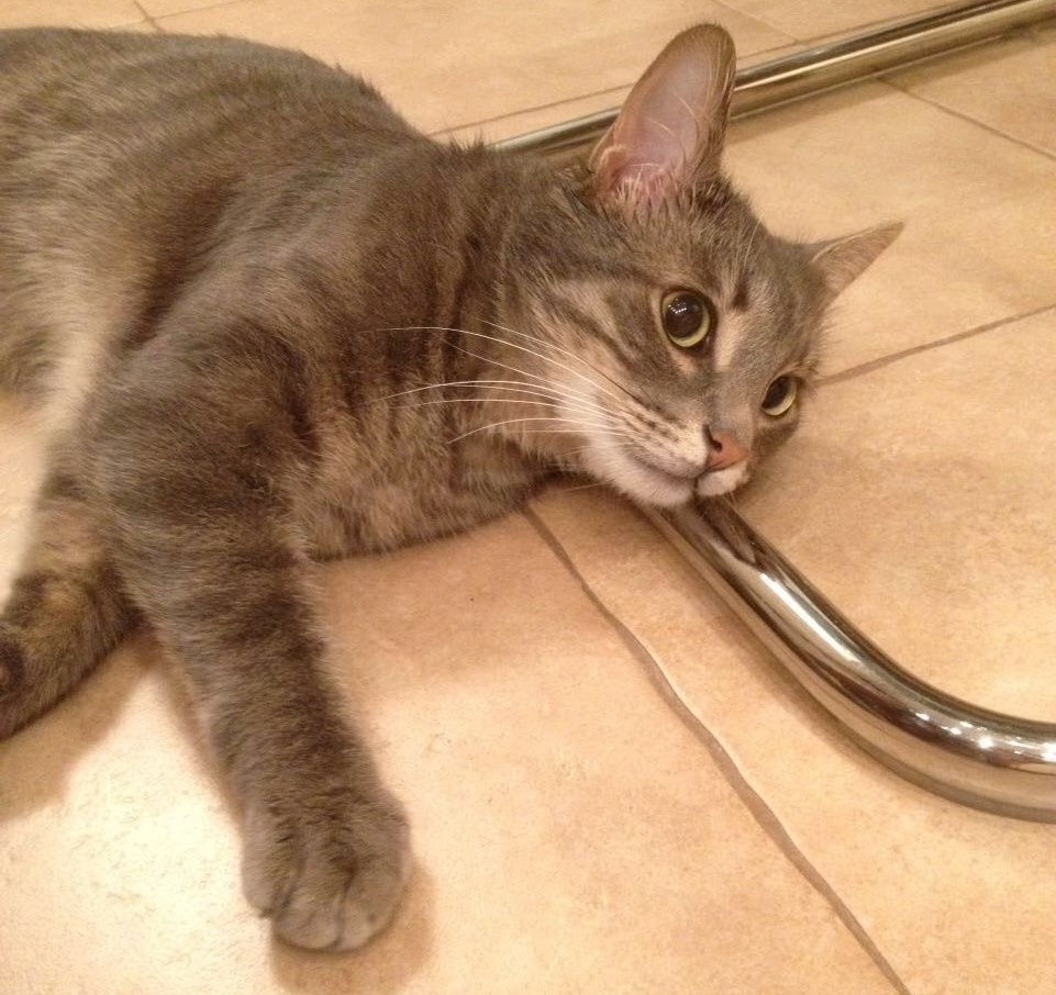 Всех с Днем Кошки, с началом весны... и с началом общения на моем новом канале! 