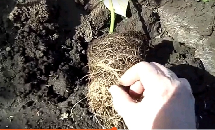 Перед высадкой в грунт корневая система перца должна быть не хуже