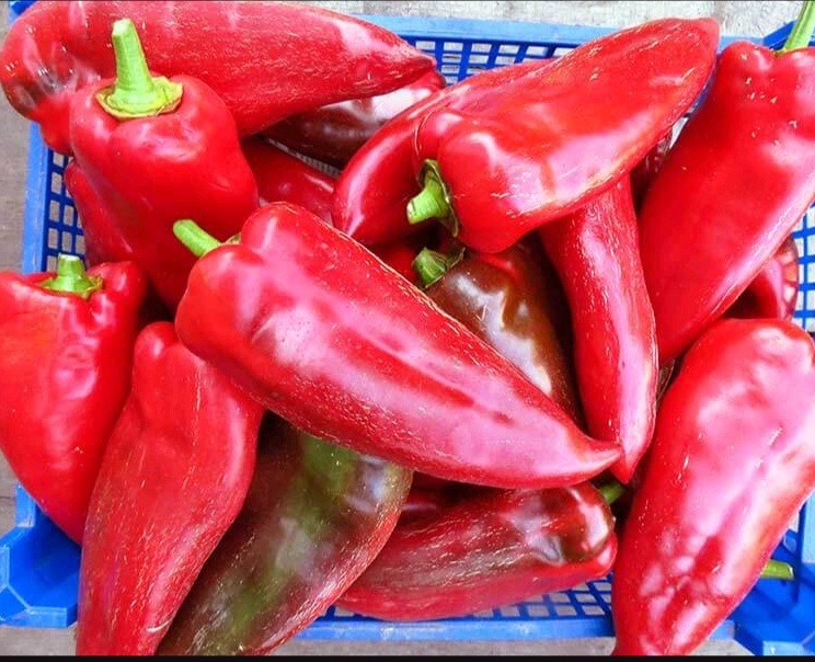 Вот он какой перец Паланичко Чудо 