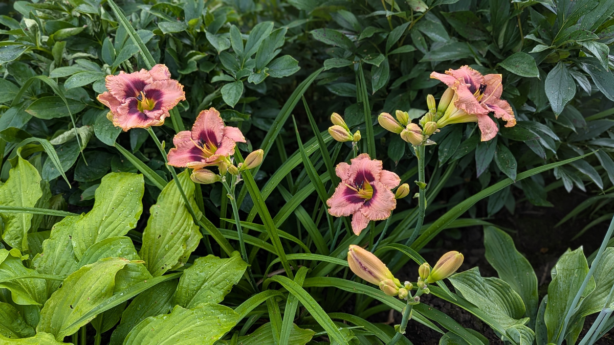 Daring Dilemma. 31 июля 2025 г.