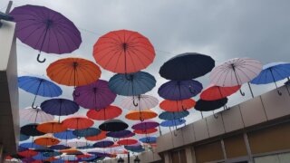    Элина Болдырева Юлия Виноградова