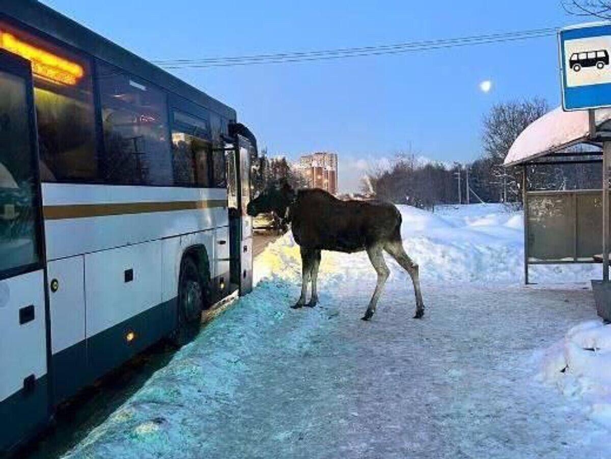    Лось попытался зайти в автобус в Подмосковье | © Фото : Госавтоинспекция России/Telegram