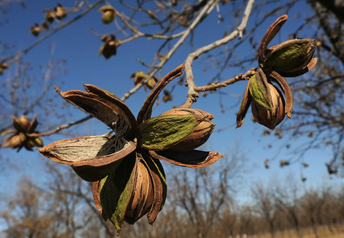 Частично созревший пекан на ветке. Фото из свободного источника интернета.