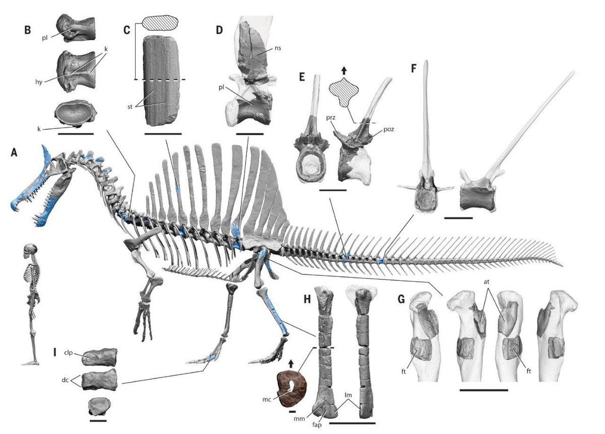 Реконструкция скелета нового Спинозавра (найденные кости подсвечены)