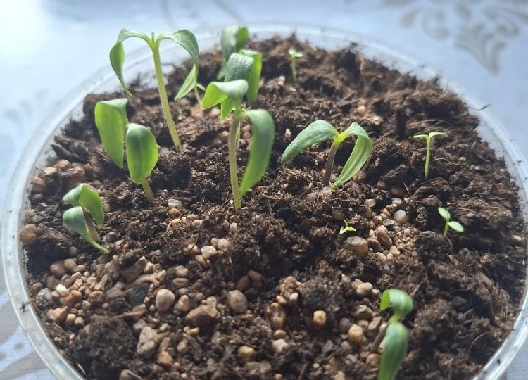 ПОМОГИТЕ ПОНЯТЬ, ЧТО ПРОИСХОДИТ С РАССАДОЙ!!!