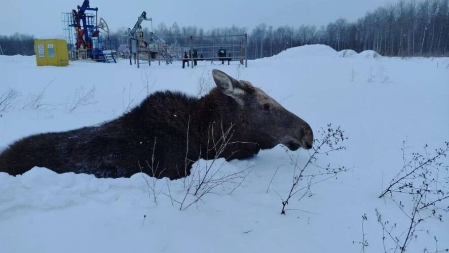   Фото: комитет по биоресурсам РТ