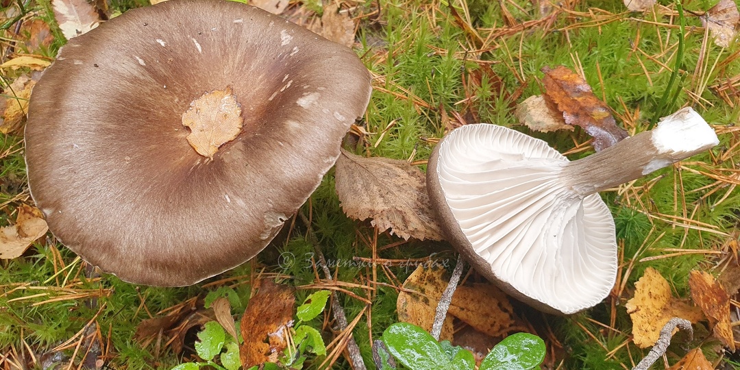Гигрофор чёрный (Hygrophorus camarophyllus)