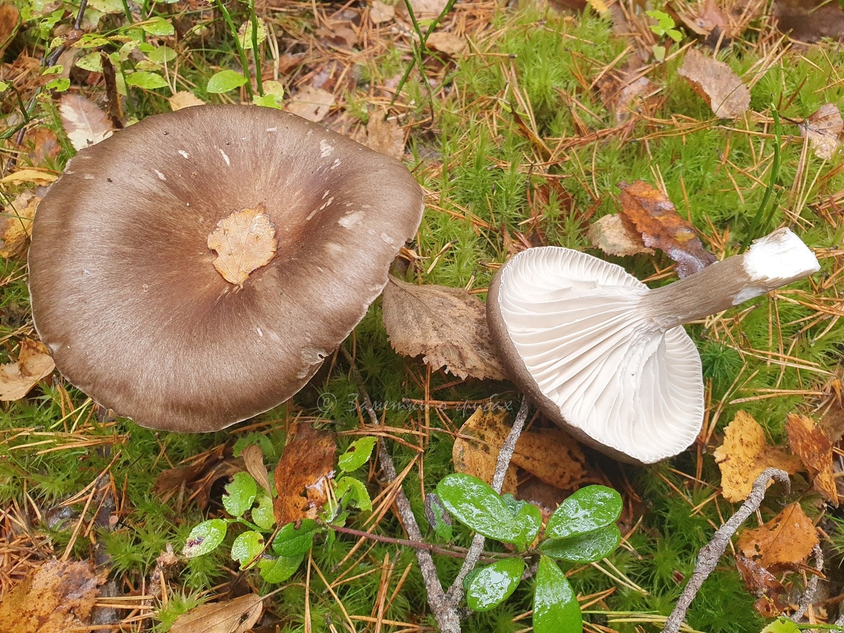 Гигрофор чёрный (Hygrophorus camarophyllus). Фото автора 04.10.2025