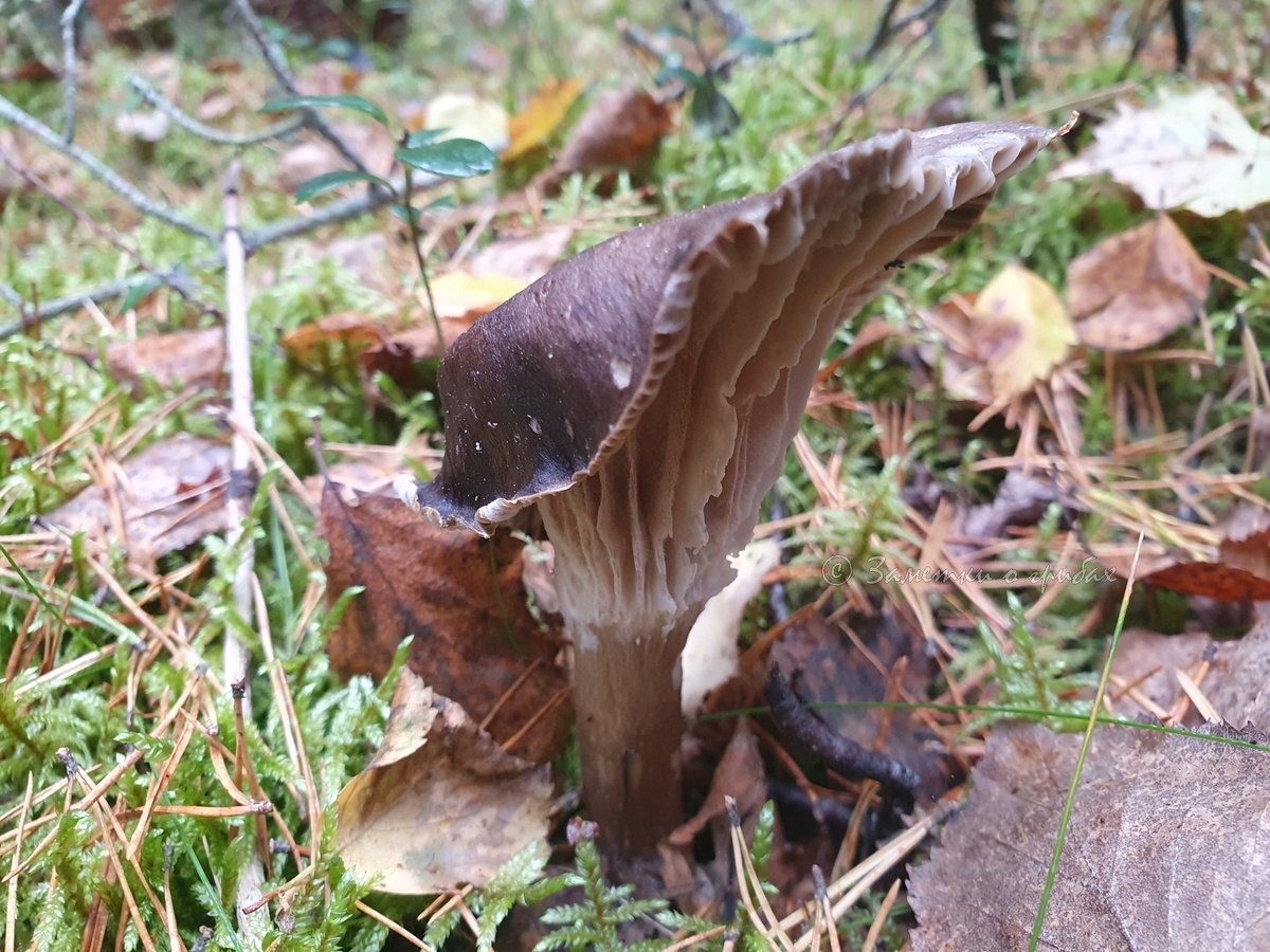 Гигрофор чёрный (Hygrophorus camarophyllus). Фото автора 04.10.2025