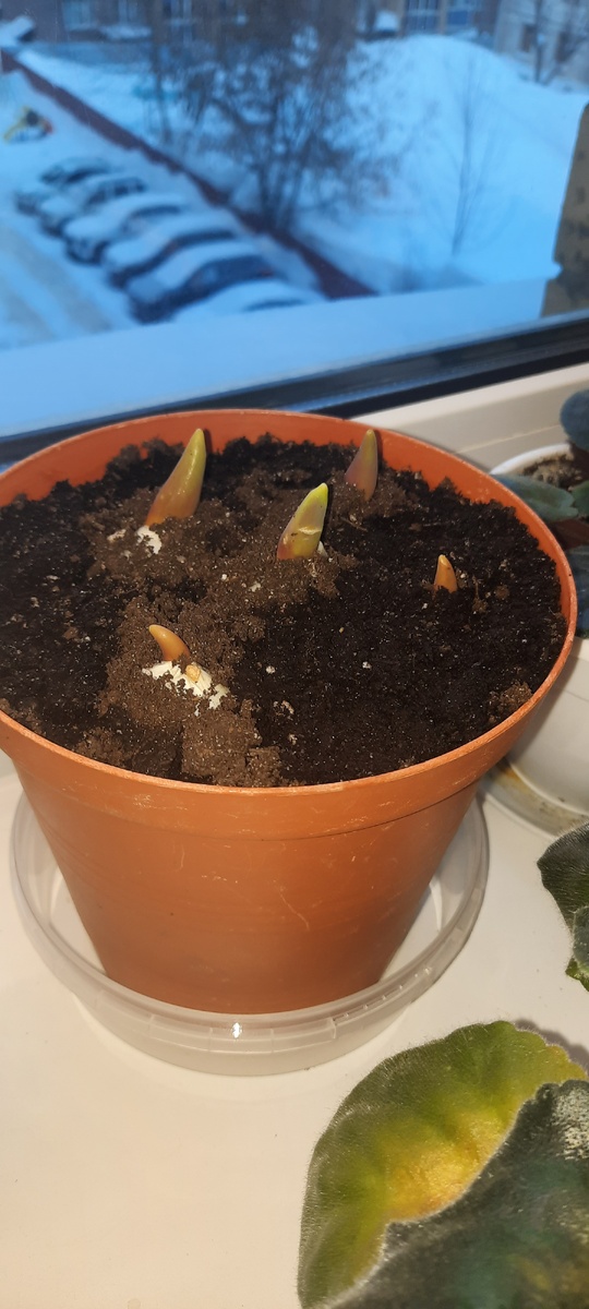 Тюльпаны на подоконнике