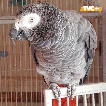 Попугай раскрыл ДЕЛО