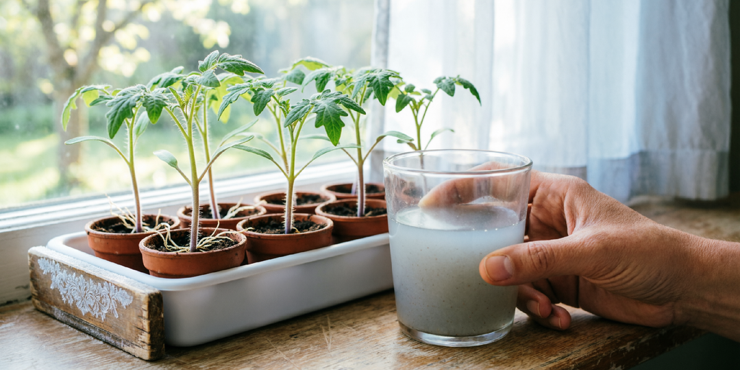 Через 5 дней рассада неузнаваема - лист мясистый, цвет изумрудный. Рецепт работает 5 лет!
