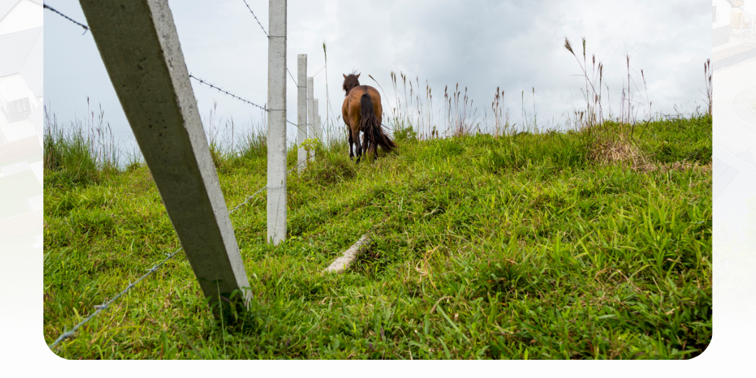 50 тыс. ₽ для дачников и 700 тыс. ₽ для компаний: с 1 марта начнут штрафовать за борщевик и другие опасные растения