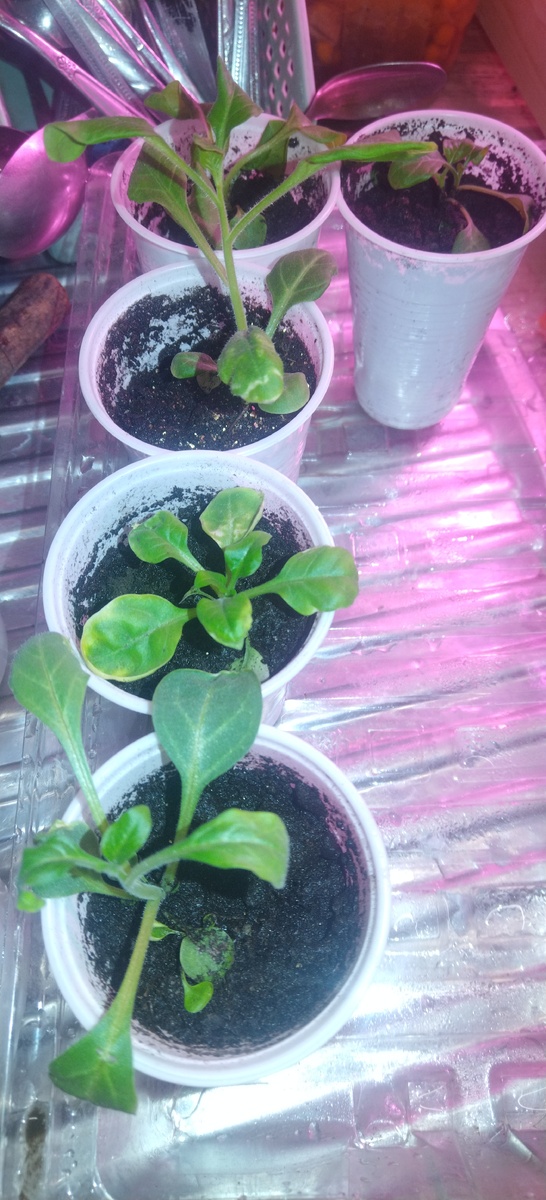 Совсем недавно...