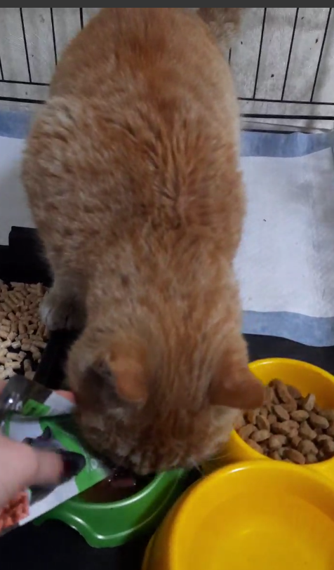 В клинике рыжий котик удивил всех недюжинным аппетитом.