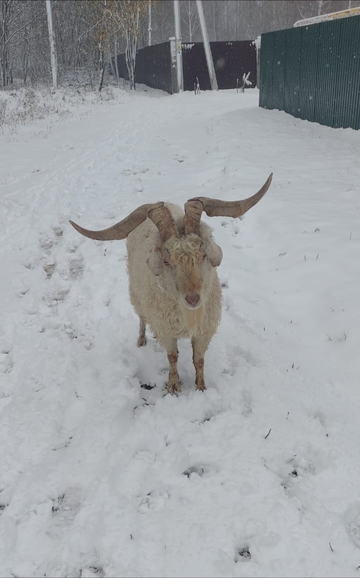 Нежданный гость