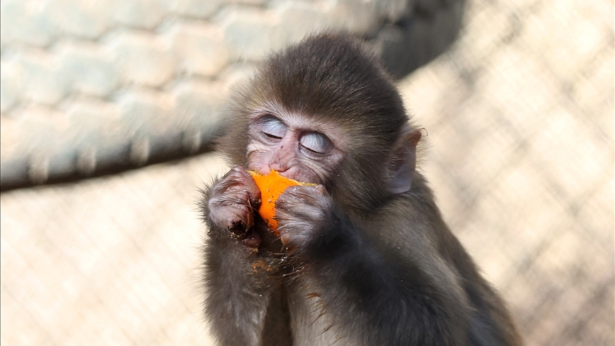    Спасенный из рук наркоторговцев детеныш макаки обрел семью в Анталье