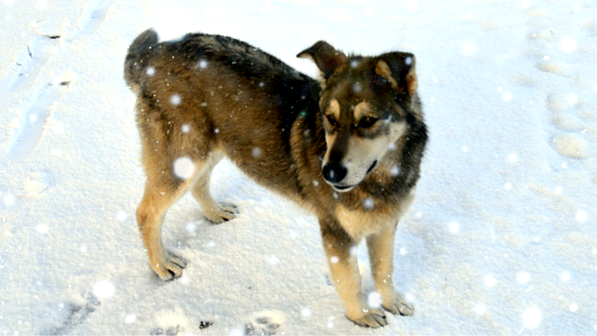 Деревенский двортерьер не давал хозяйке окончательно замёрзнуть и привел к ней помощь.