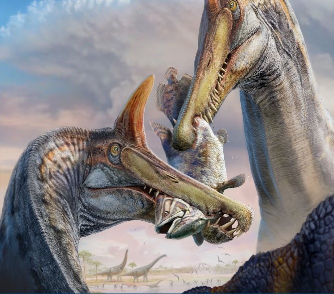 У спинозавра, найденного в нигерской Сахаре, была большой гребень на голове, который мог служить оповещающим знаком для других видов, конкурирующих с ним за источники питания или территорию.