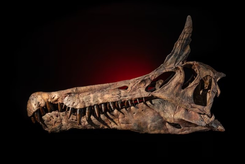 Реконструкция черепа динозавра Spinosaurus mirabilis показывает, насколько он был похож на своего близкого родственника, Spinosaurus aegyptiacus. В отличие от большинства тероподных динозавров, имевших нижний прикус, у обоих животных зубы были переплетающимися и выступали из челюсти.