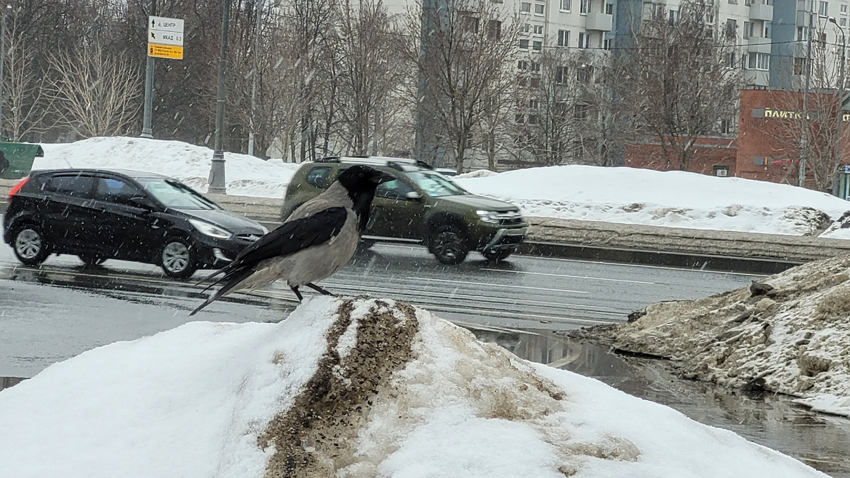 Птица на снежной горке.