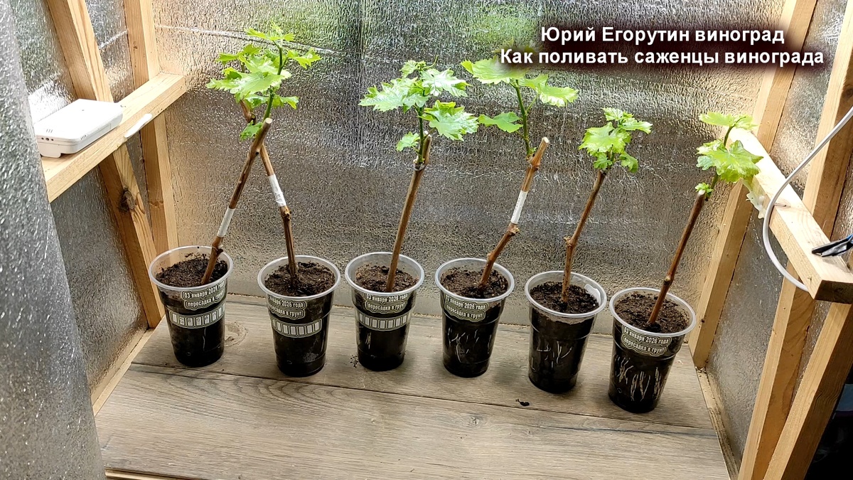 Вегетирующие саженцы в боксе под искусственным освещением.