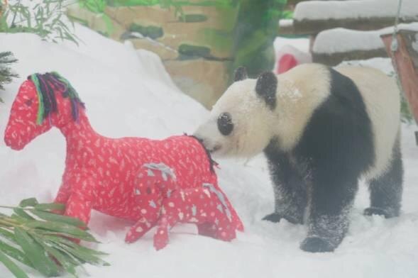 Обложка © Telegram / Московский зоопарк