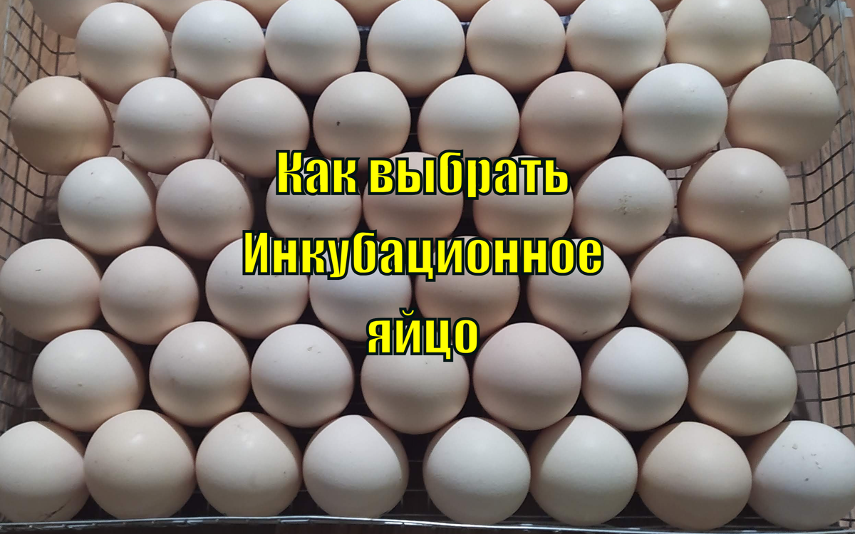 как выбрать ИЯ бройлера