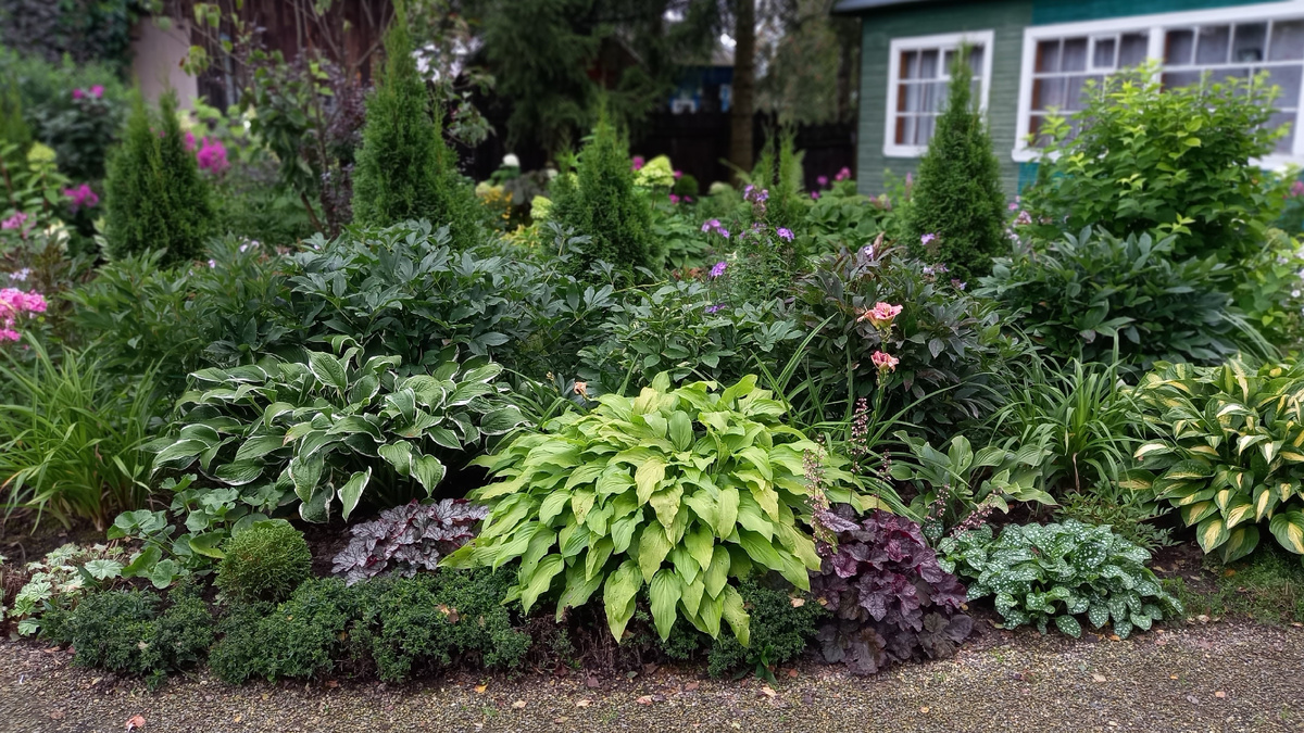 А еще у меня постоянно что-то в цветниках меняется))) Разглядываю зимой фотки и понимаю, что хоста Krossa Regal здесь совершенно потерялась... Надо пересаживать, пока она не выросла...Сюда надо что-то поярче посадить... Будем думать. 
