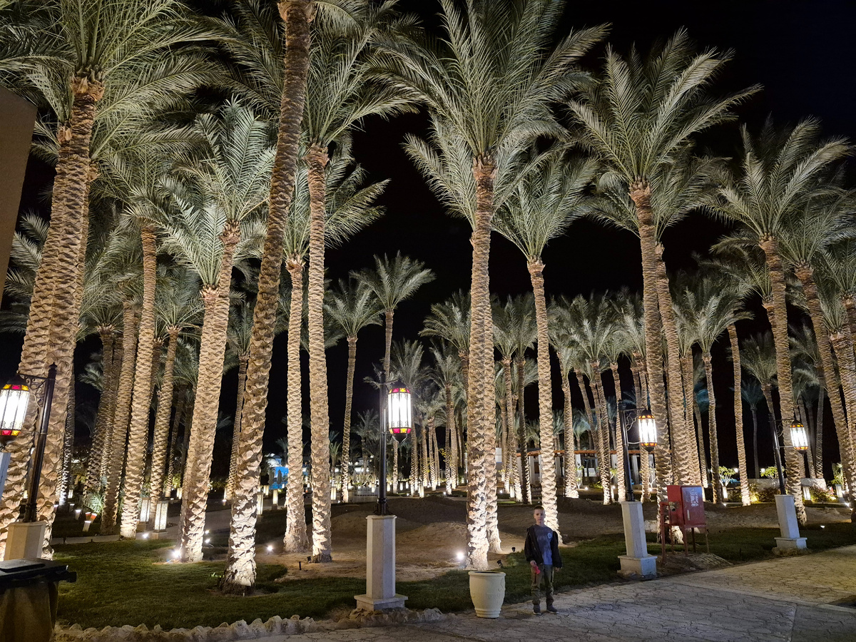 Настоящие пальмы