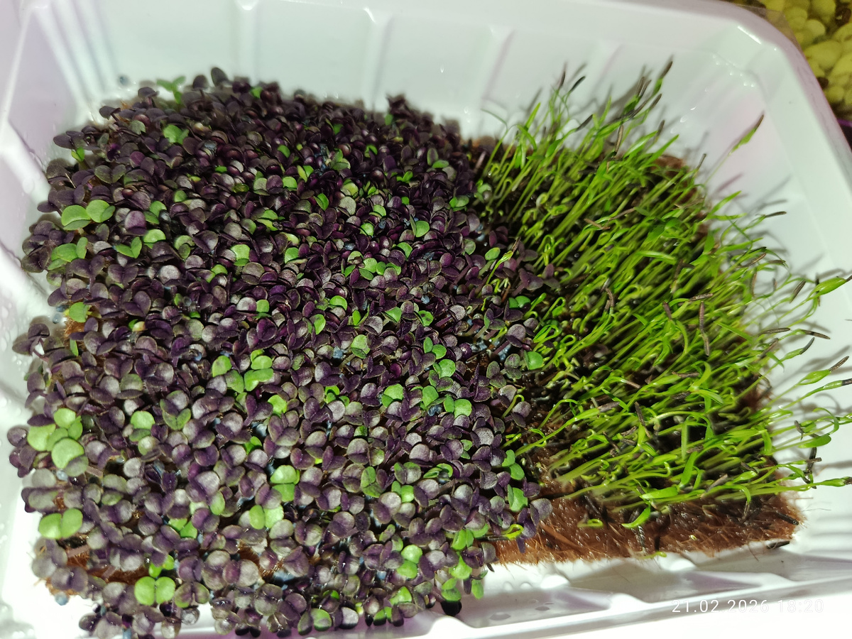 Базилик и кервель