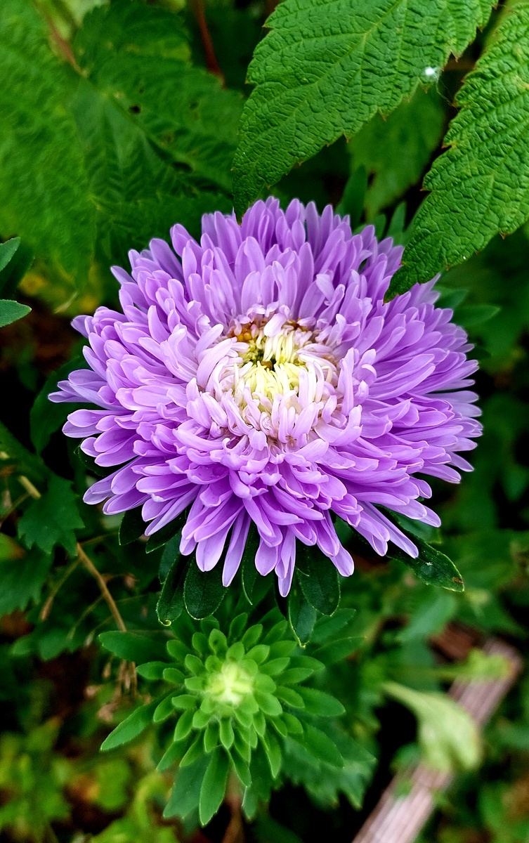 Моя любовь. Еще одна). Астра! Синие люблю больше всех. 