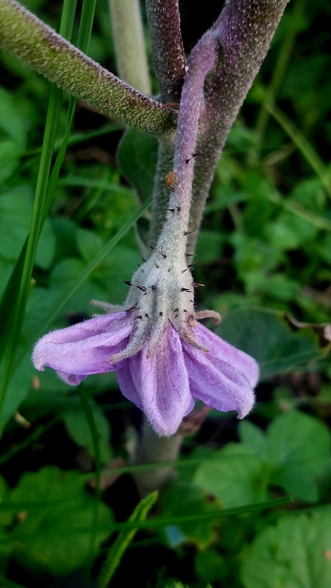 Не петунья, конечно. Хотя чем-то напоминает). Цветок баклажана. Я за баклажаны в этом году не берусь. Разочаровали. 