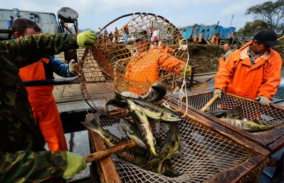    Лов рыбы кета ТАСС