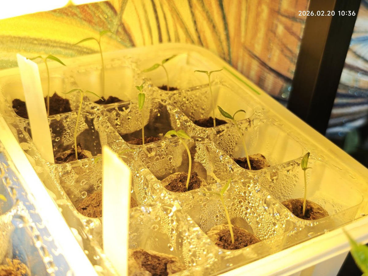 Видно как они бедные тянулись к свету