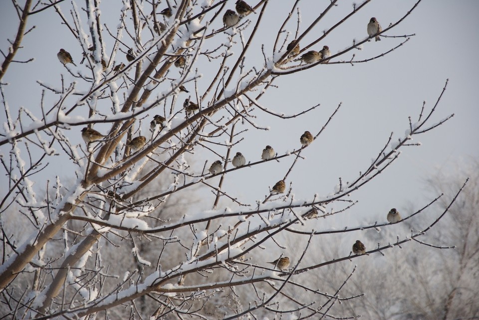    Температура воздуха опустится до -12, -17 градусов. Елена Шкатова